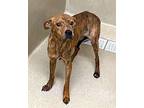 Butter Greyhound Young Male