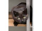 Quinn Domestic Shorthair Kitten Female