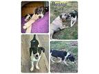 Bessie Beagle Puppy Female