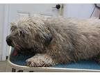 GINNY ROSE Wheaten Terrier Adult Female