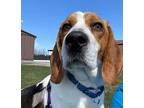 Copper Beagle Adult Male