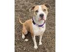 HARPER American Pit Bull Terrier Adult Female