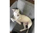 Lechuga* (Lettuce) American Pit Bull Terrier Adult Female