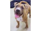 Kodiak American Pit Bull Terrier Adult Male