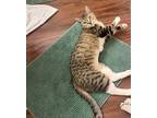 Mama Kitten Domestic Shorthair Senior Female