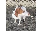 LUKA Coonhound (Unknown Type) Puppy Male