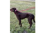 Babe Labrador Retriever Adult Female