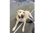 Adopt Summit a Cane Corso, Labrador Retriever
