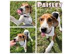 Paisley Hound (Unknown Type) Young Female