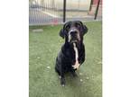 Wesley Labrador Retriever Adult Male