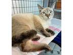 Sheegwa Siamese Kitten Female