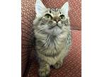 Lakota Domestic Mediumhair Kitten Female