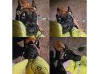 Quazi Belgian Malinois Young Male