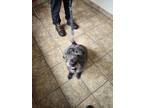 Meghan Terrier (Unknown Type, Small) Puppy Female