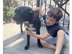 Lucy American Pit Bull Terrier Puppy Female