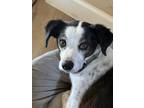 Adopt JACK #11 a Jack Russell Terrier, Rat Terrier