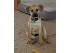 ABEL Beagle Puppy Male
