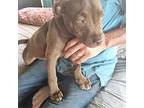 Tomas Miniature Bull Terrier Puppy Male