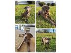 Tori Labrador Retriever Puppy Female