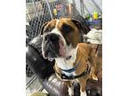 Scooby American Pit Bull Terrier Adult Male