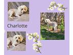 Charlotte Poodle (Miniature) Adult Female