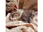Buddy Egyptian Mau Senior Male