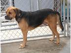 Buddy (Neutered) Boxer Adult Male