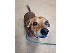 Flash Basset Hound Adult Male