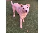 Russell Labrador Retriever Adult Male