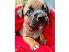 Tula Balbina Black Mouth Cur Puppy Female