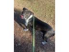 Khala American Pit Bull Terrier Adult Female