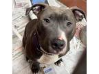 Levi American Pit Bull Terrier Young Male