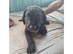 Jett Coonhound Puppy Male