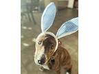 Hendrix Page Jessee American Staffordshire Terrier Adult Male