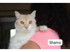 Adopt Shams a Persian