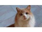 Adopt Lemouna a Persian