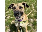 Daisy German Shepherd Dog Adult Female