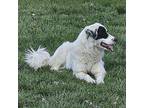 Dante Australian Shepherd Adult Male