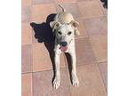 Bunny Labrador Retriever Puppy Female