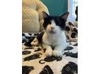 Adopt LOUIE - ANGELO a Domestic Short Hair