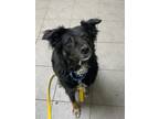 Mikah Border Collie Adult Female