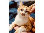 Karen American Shorthair Adult Female
