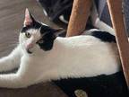 Dwight Domestic Shorthair Young Male
