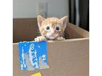 Sun (bonded w/ Moon) Domestic Shorthair Kitten Male