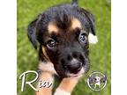 Ria Balbina Black Mouth Cur Puppy Female