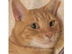 Adopt TEDDY a Tabby, Domestic Short Hair