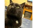 Adopt Black Jack a Domestic Medium Hair