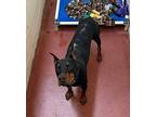 Bryson Doberman Pinscher Young Male