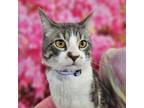 Adopt River a Domestic Short Hair
