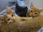 King Domestic Mediumhair Kitten Male